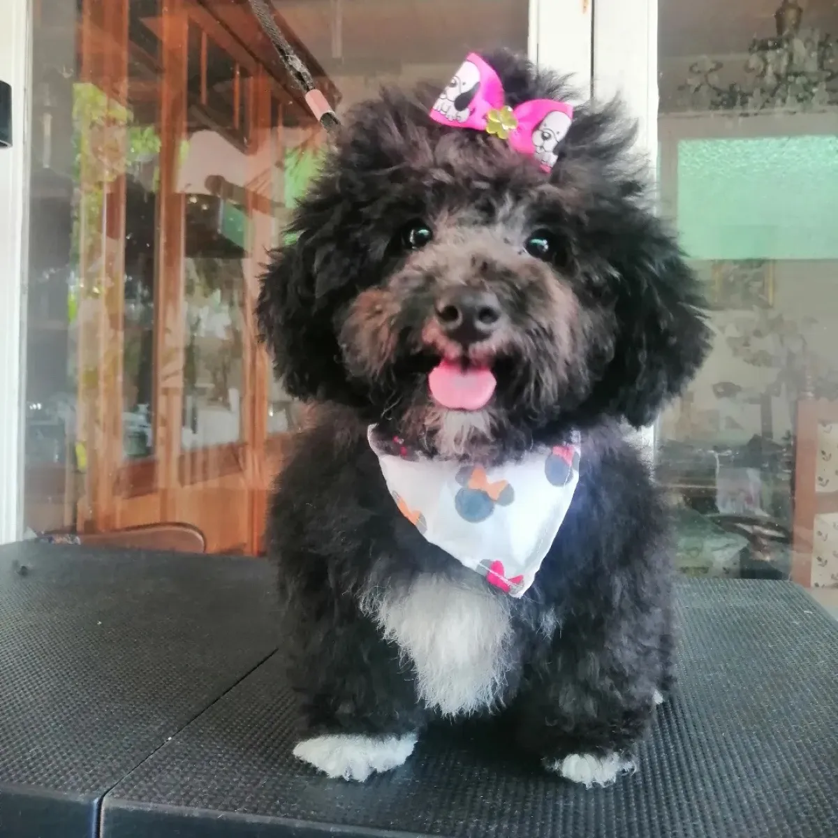 Poodle negra con moño rosado y pañoleta blanca estampada.
