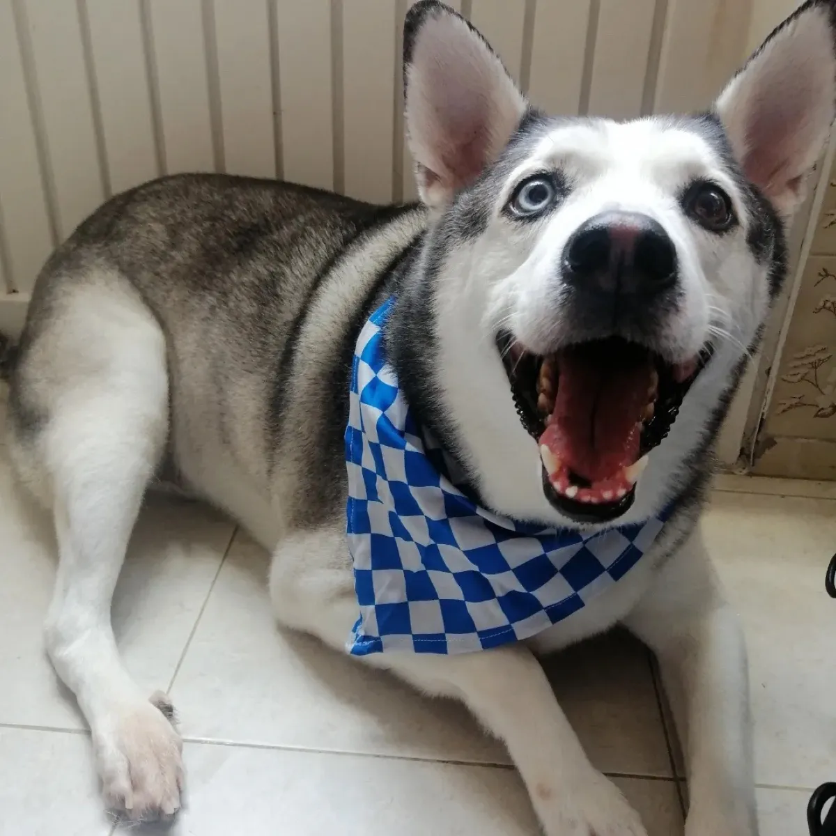 Husky acostado y sonriente, con pañoleta de cuadros azules.