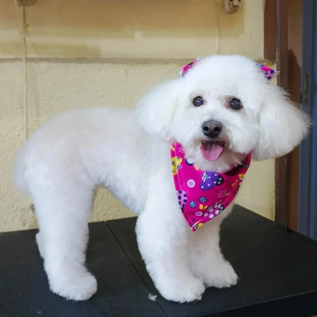 Poodle blanca con corte redondeado, moños rosados y pañoleta fucsia.