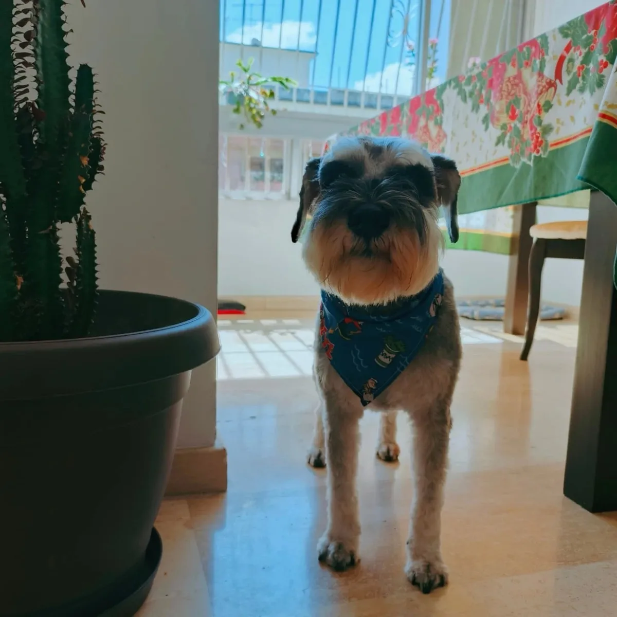 Schnauzer de pie en una terraza con plantas, con pañoleta azul.