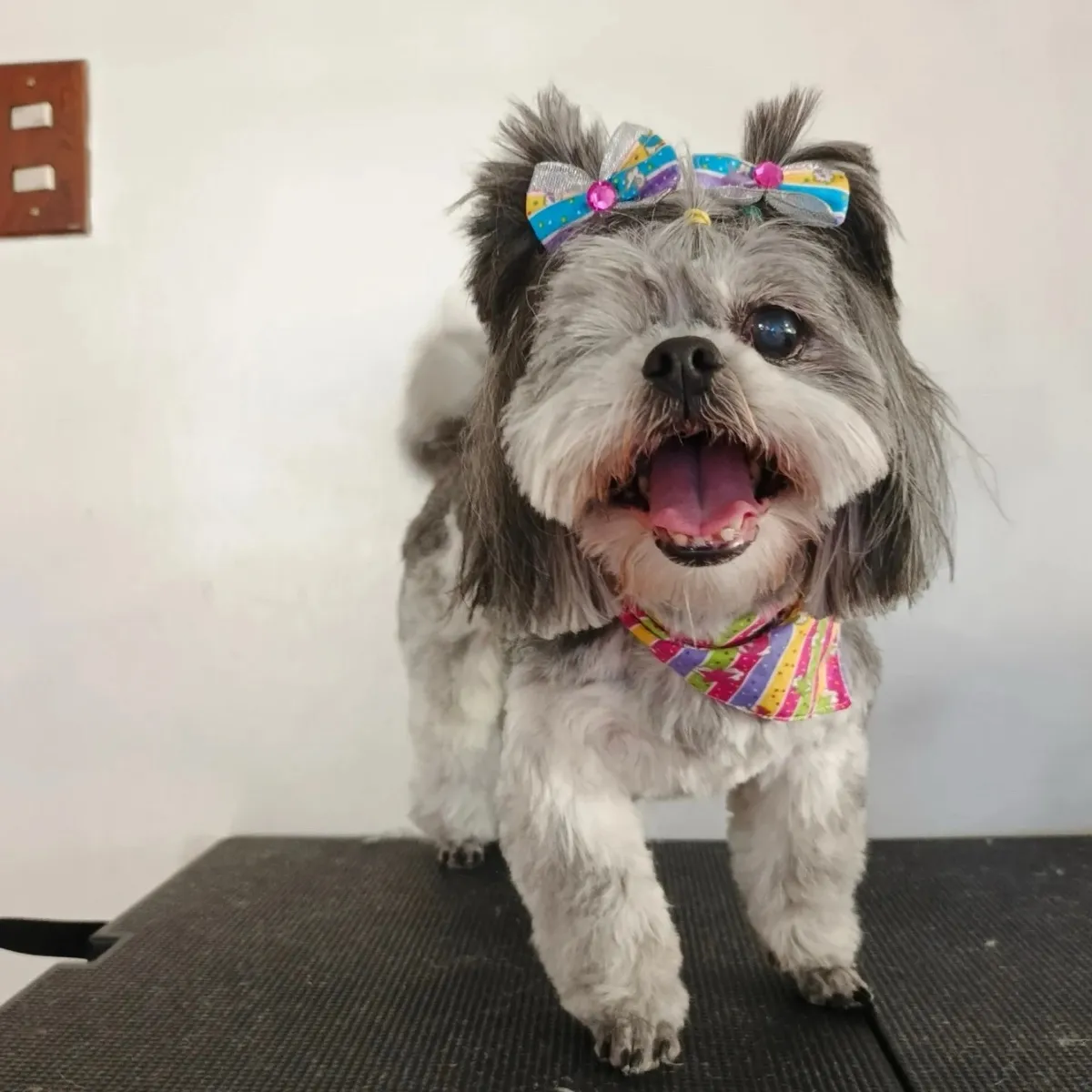Shih tzu gris y blanca con moño de colores, caminando sobre la mesa.